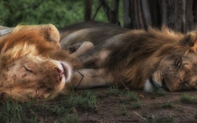 【我孫子・柏】マッサージでリラクゼーション効果を体感し、質の良い睡眠を得る